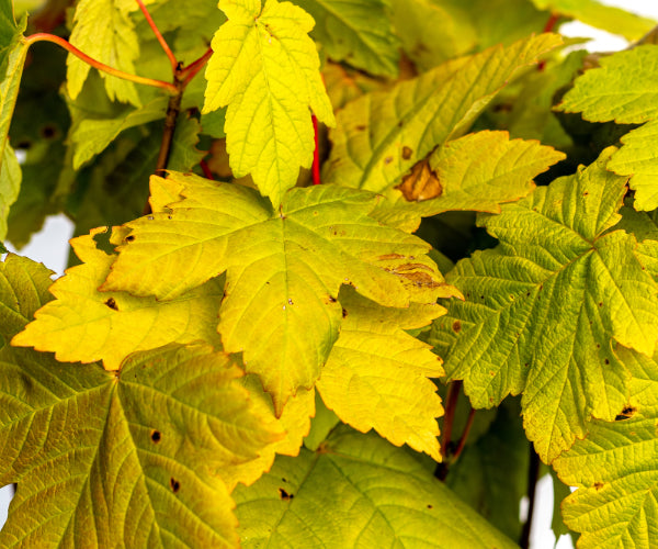 Sycamore (Acer pseudoplatanus)