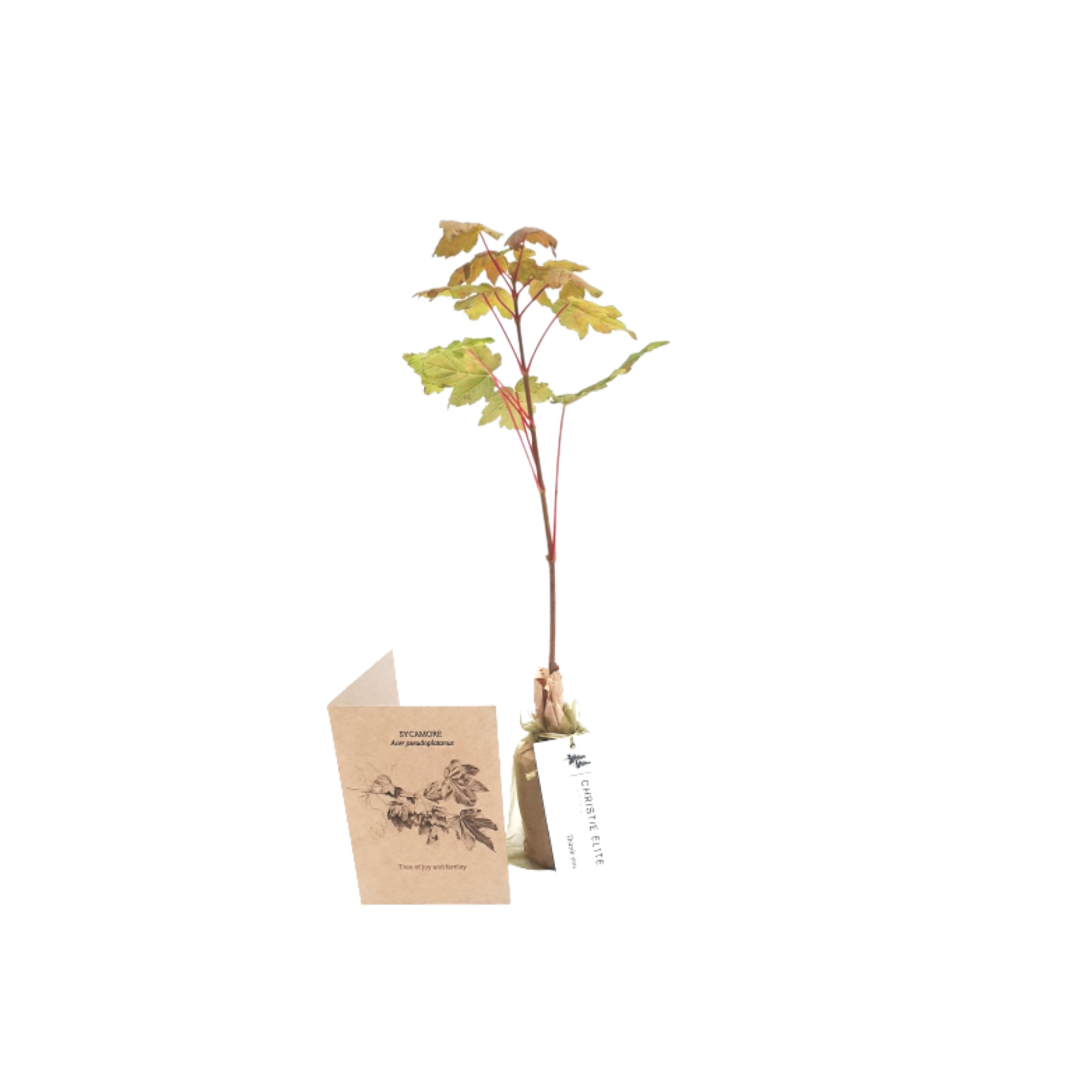 Sycamore - Tree of joy and fertility