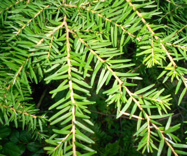 Western Hemlock (Tsuga heterophylla)