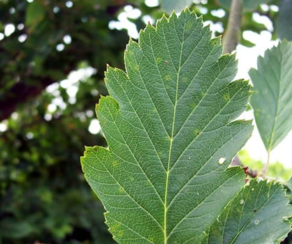 Whitebeam (Sorbus aria)