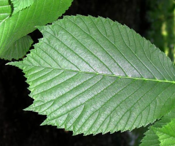 Wych Elm (Ulmus glabra)