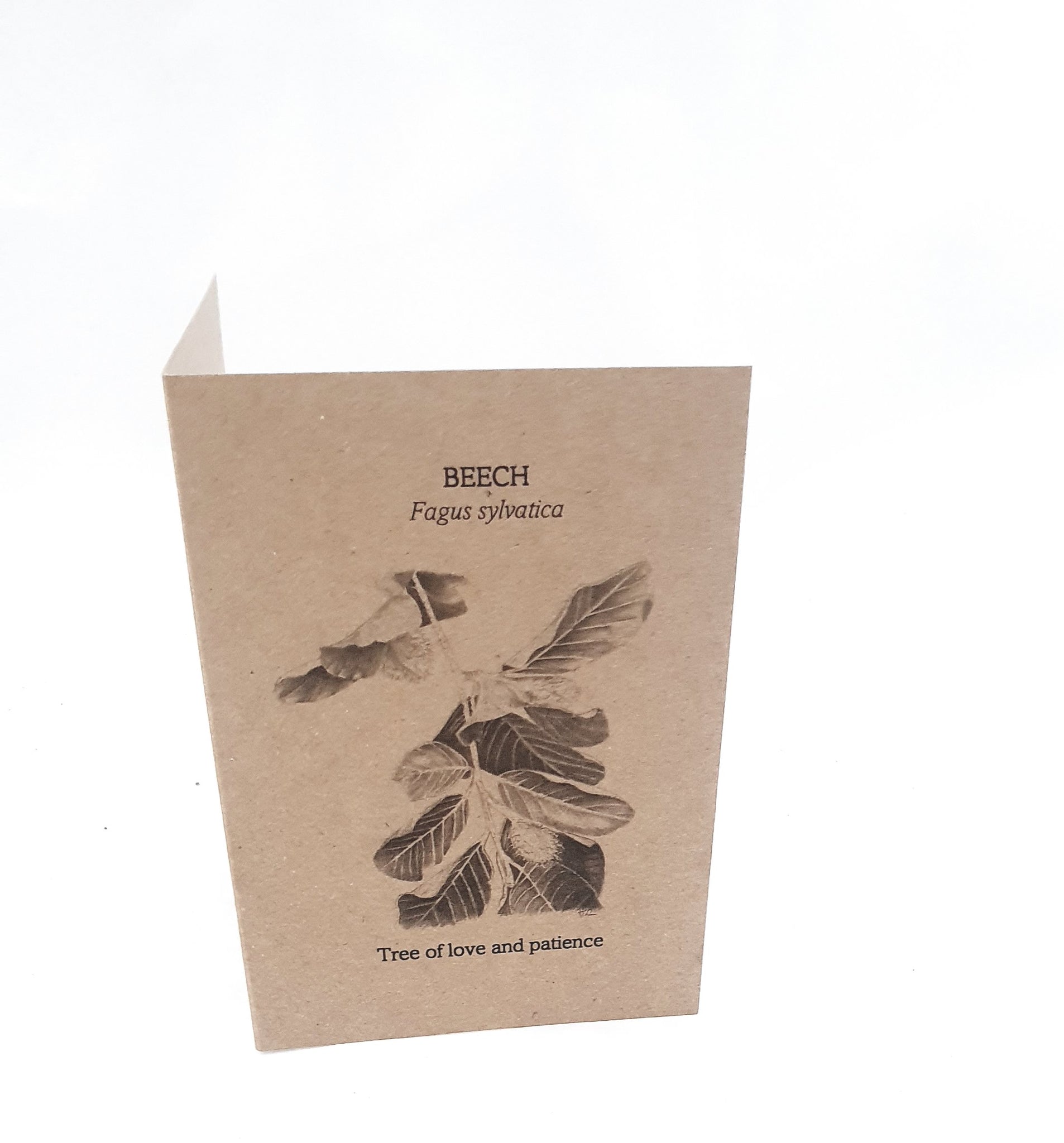 Beech - Tree of love and patience
