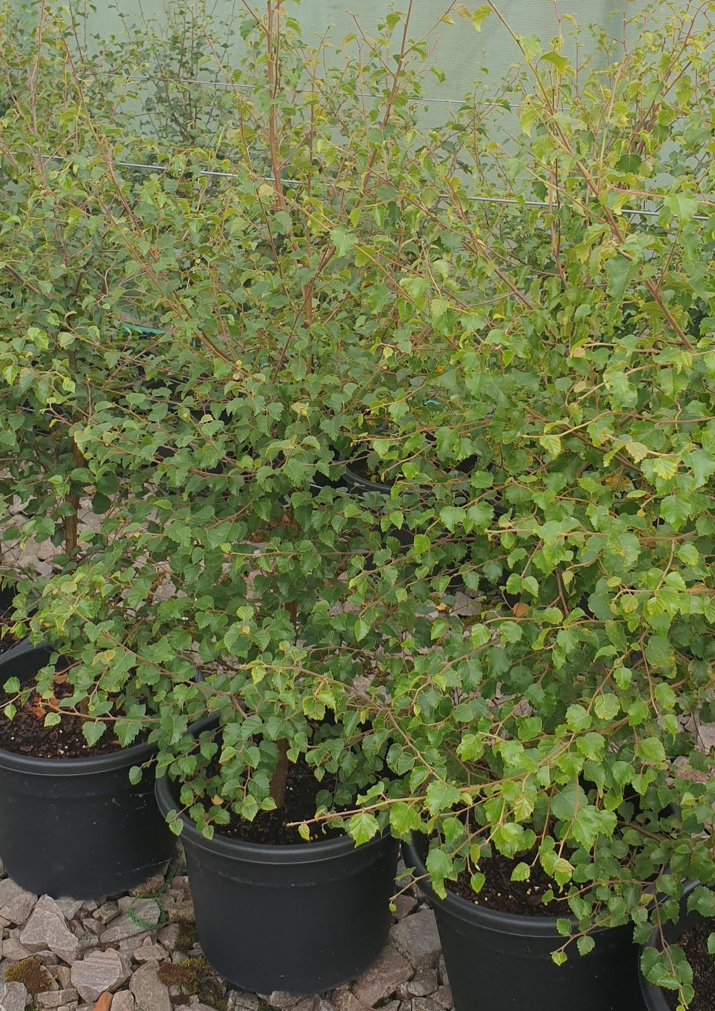 Potted Downy Birch (Betula pubescens)