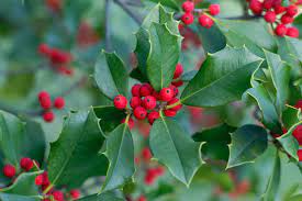 Holly (Ilex aquifolium)