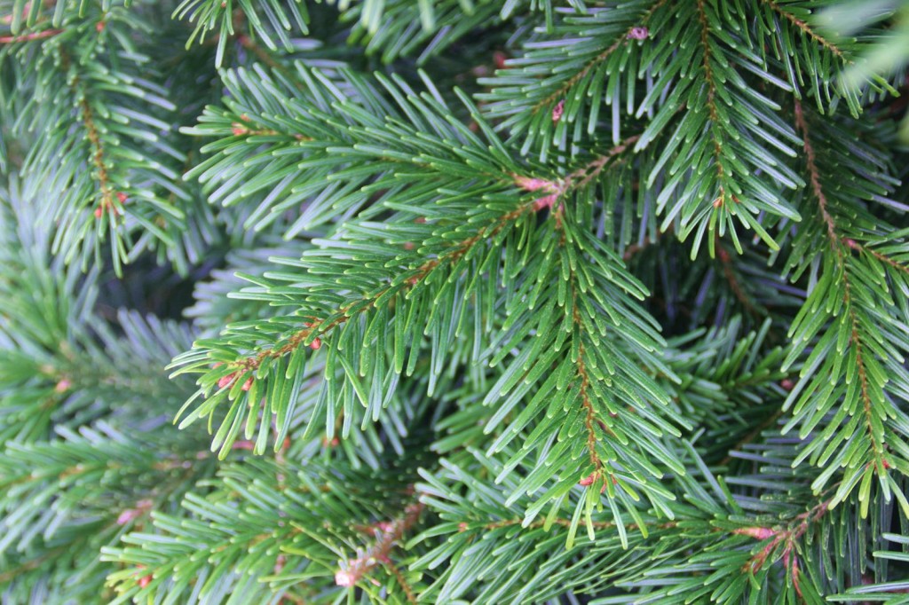 Nordmann Fir (Abies nordmanniana)
