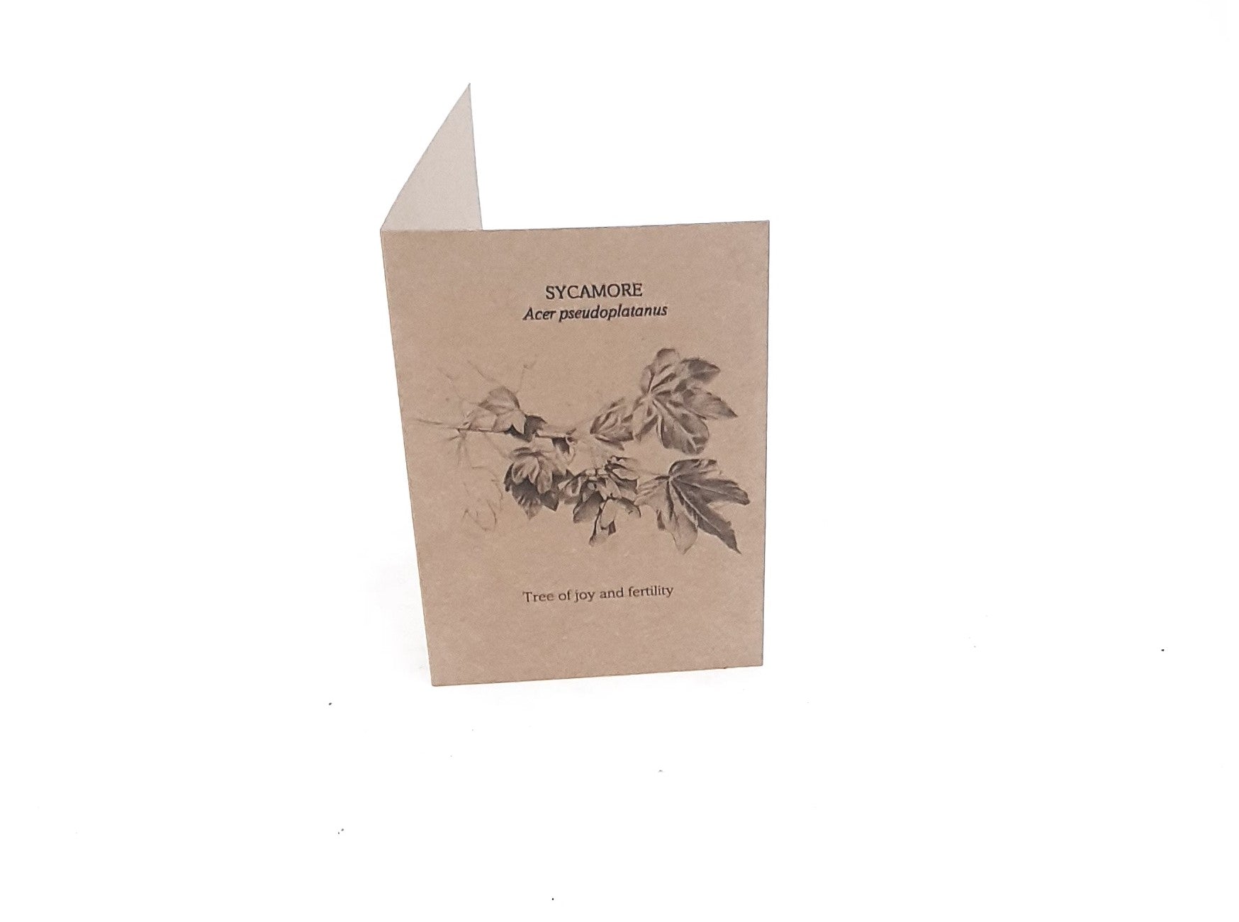 Sycamore - Tree of joy and fertility
