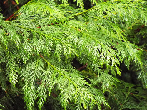 Western Red Cedar (Thuja plicata)