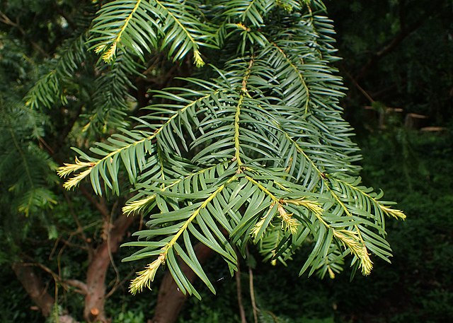 Taxus baccata (European Yew)